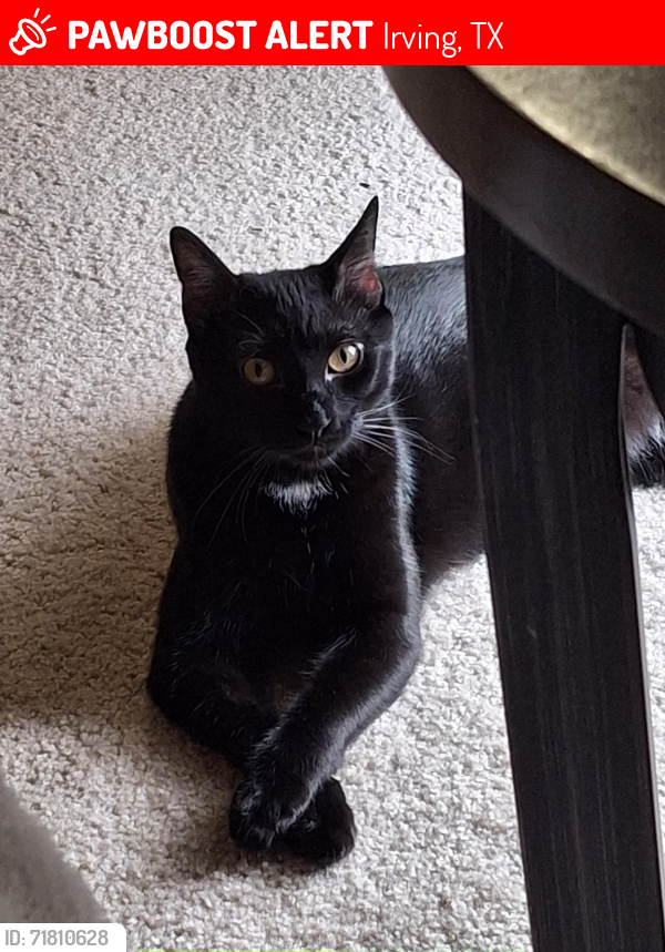 Lost Male Cat last seen Cimarron Trail/Saddlehorn in Valley Ranch, Irving, TX 75063