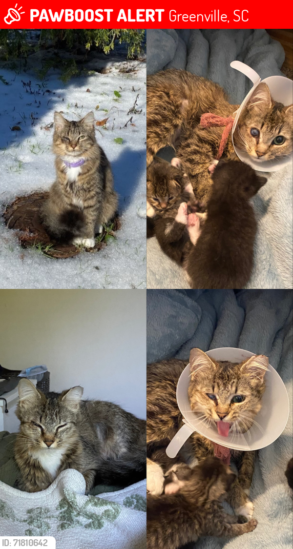 Lost Female Cat last seen Wade Hampton and Dupont, Greenville, SC 29607