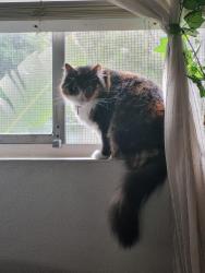 Lost Female Cat last seen Montgomery St, Hillside Crescent, Edinburgh, Scotland EH7 5HB