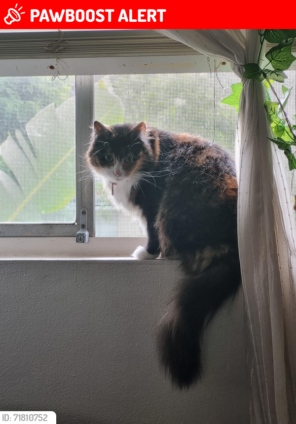 Lost Female Cat last seen Montgomery St, Hillside Crescent, Edinburgh, Scotland EH7 5HB