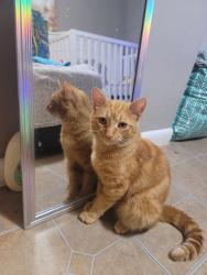 Lost Male Cat last seen En el patio de la casa donde vivo , Cornelia, GA 30531