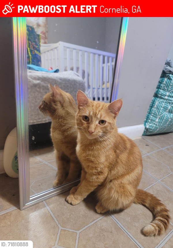 Lost Male Cat last seen En el patio de la casa donde vivo , Cornelia, GA 30531