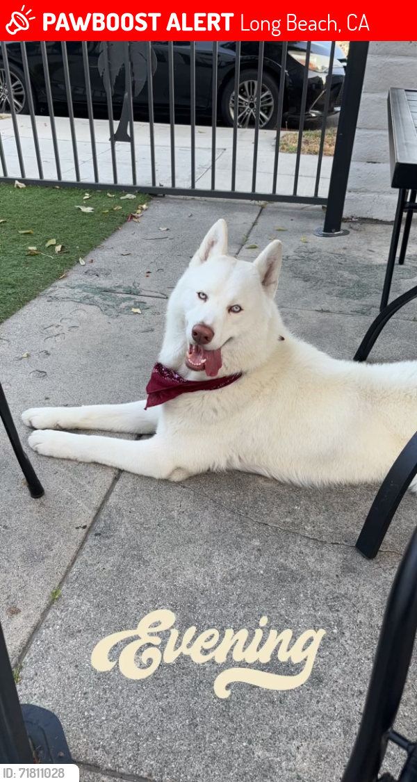 Lost Male Dog last seen Supposedly went to a location with nurses, Long Beach, CA 90806