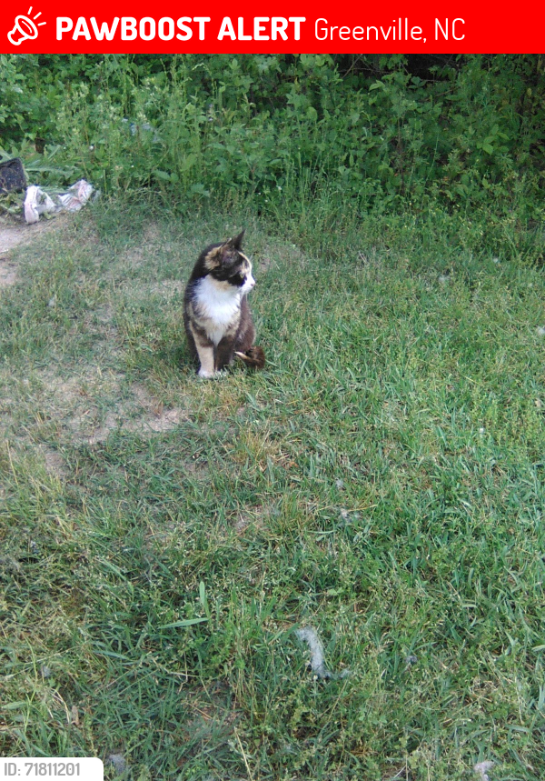 Lost Female Cat last seen Penny Hill rd, Greenville, NC 27858