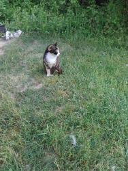 Lost Female Cat last seen Penny Hill rd, Greenville, NC 27858