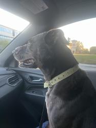 Lost Male Dog last seen Rosedale Hwy/ Landco or Fair Haven , Bakersfield, CA 93312