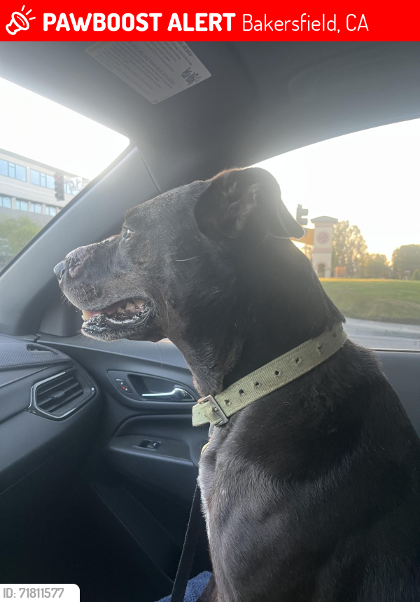 Lost Male Dog last seen Rosedale Hwy/ Landco or Fair Haven , Bakersfield, CA 93312