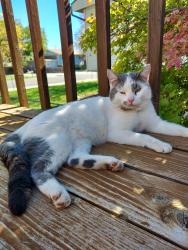 Lost Male Cat last seen Near West 3100 South West Valley City Utah 84119, West Valley City, UT 84119
