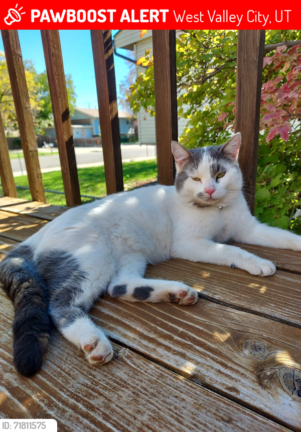 Lost Male Cat last seen Near West 3100 South West Valley City Utah 84119, West Valley City, UT 84119