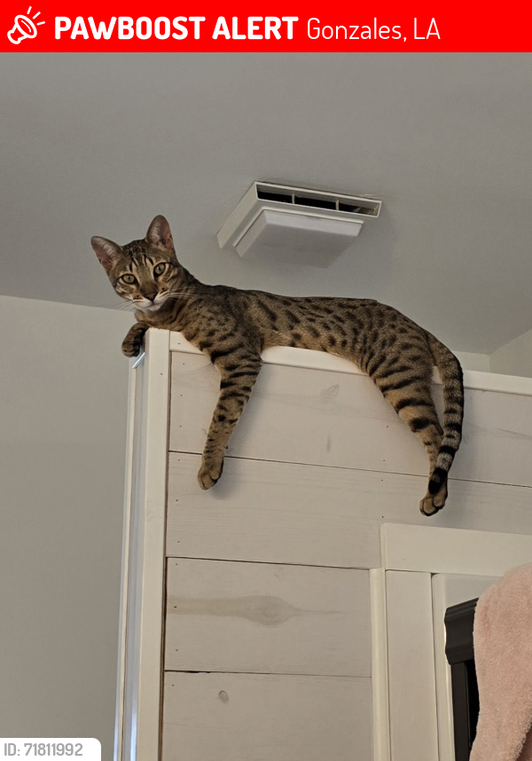 Lost Male Cat last seen E Evergreen and San Francisco Avenue , Gonzales, LA 70737