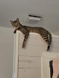Lost Male Cat last seen E Evergreen and San Francisco Avenue , Gonzales, LA 70737