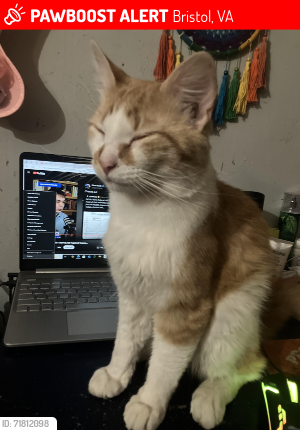 Lost Male Cat last seen Near Highland Ave, Bristol, VA 24201, Bristol, VA 24201