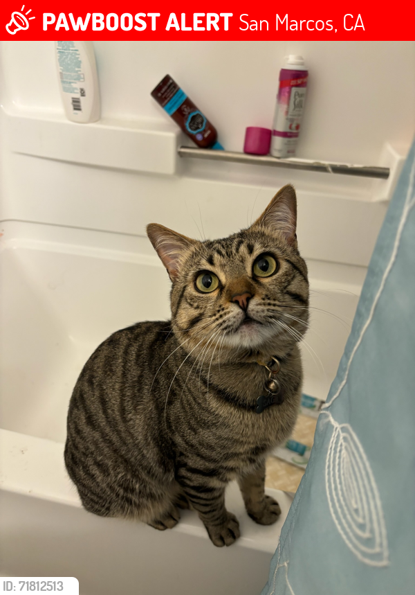 Lost Male Cat last seen Autumn Dr, apmt Complex behind  Depot, San Marcos, CA 92069