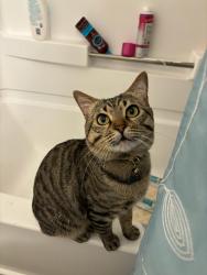 Lost Male Cat last seen Autumn Dr, apmt Complex behind  Depot, San Marcos, CA 92069