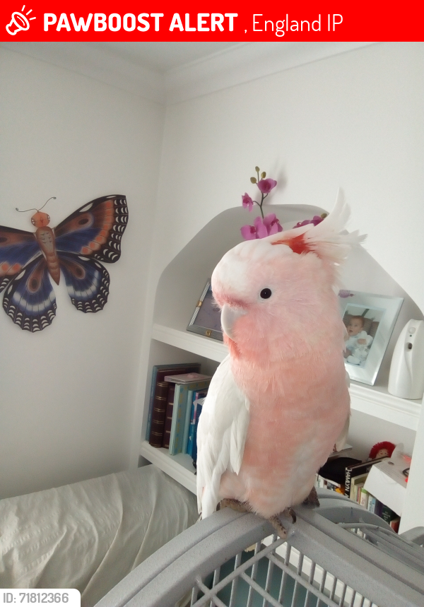 Lost Male Bird last seen IPSWICH, SUFFOLK, IP3, , England IP3