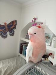 Lost Male Bird last seen IPSWICH, SUFFOLK, IP3, , England IP3