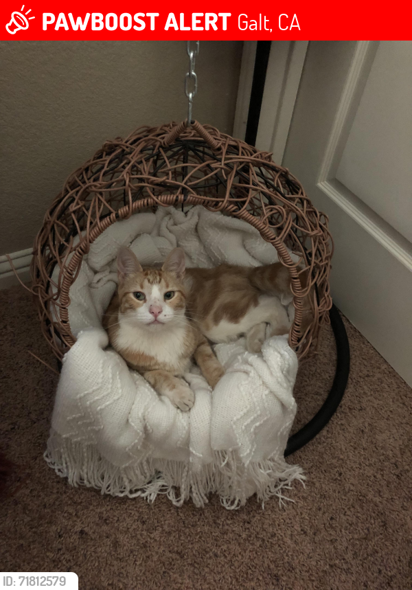 Lost Male Cat last seen Ranch Road, Galt, CA 95632, Galt, CA 95632