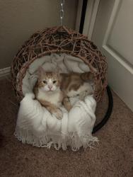Lost Male Cat last seen Ranch Road, Galt, CA 95632, Galt, CA 95632