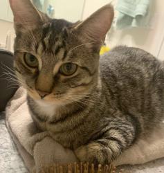 Lost Male Cat last seen Bronte and Louis St Laurent , Milton, ON L9T 9L2