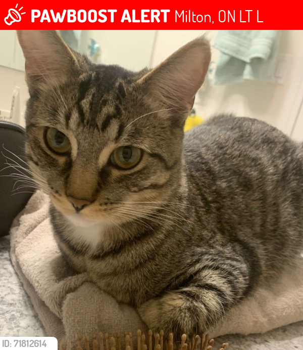 Lost Male Cat last seen Bronte and Louis St Laurent , Milton, ON L9T 9L2