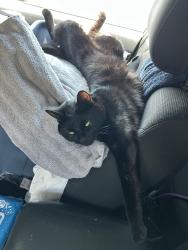 Lost Male Cat last seen Fairfield Inn, East Ridge, TN 37412