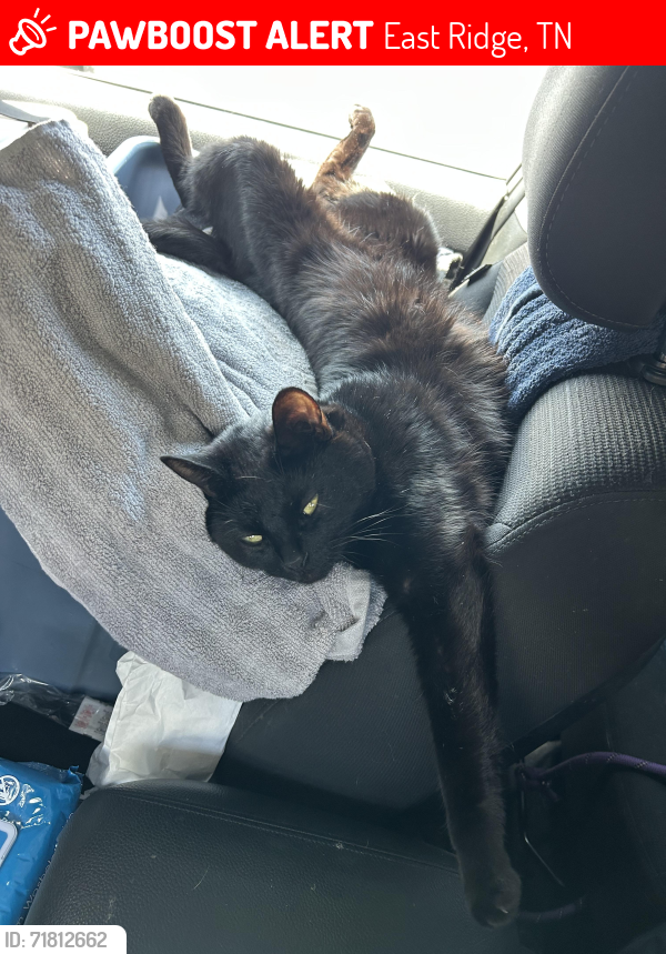 Lost Male Cat last seen Fairfield Inn, East Ridge, TN 37412