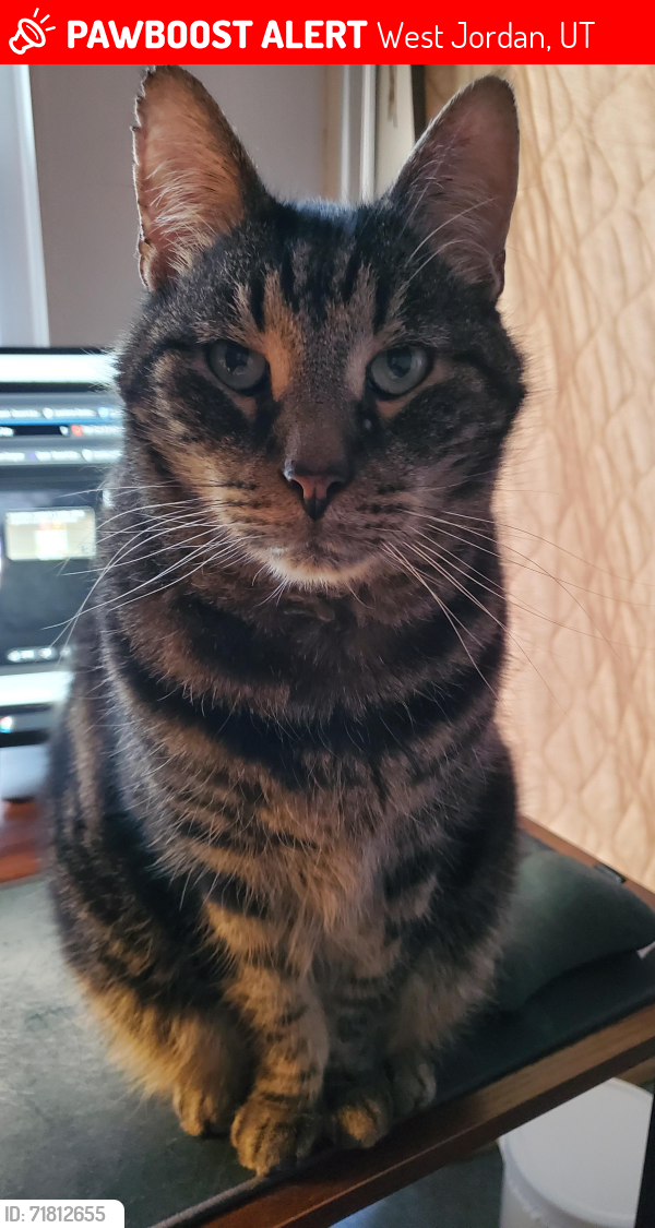Lost Male Cat last seen Between Wake Robin and Ticklegrass, West Jordan, UT 84081