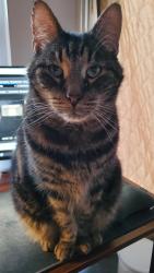 Lost Male Cat last seen Between Wake Robin and Ticklegrass, West Jordan, UT 84081
