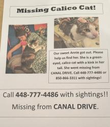 Lost Female Cat last seen S Harbour Circle and Kings Harbour Rd, Panama City, FL 32405