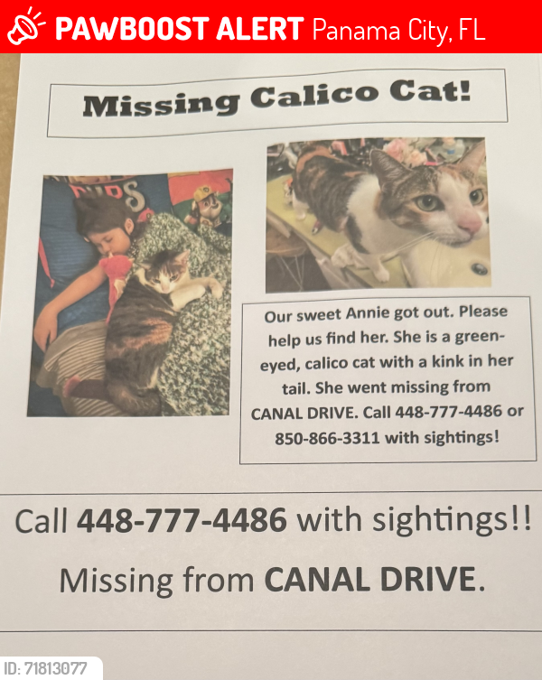 Lost Female Cat last seen S Harbour Circle and Kings Harbour Rd, Panama City, FL 32405