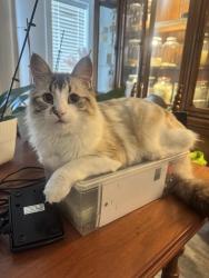 Reunited Male Cat last seen Ben lee, Kelowna, BC V1X 6S5