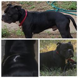 Lost Male Dog last seen North side of Waco between Colcord Ave and Trice Ave, Waco, TX 76701