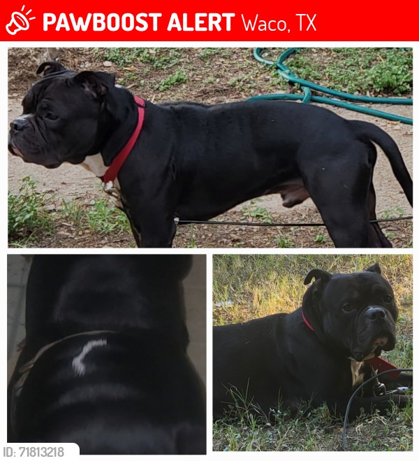 Lost Male Dog last seen North side of Waco between Colcord Ave and Trice Ave, Waco, TX 76701