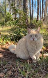 Lost Female Cat last seen Industrial Rd Jacksonville Florida 32218, Jacksonville, FL 32218