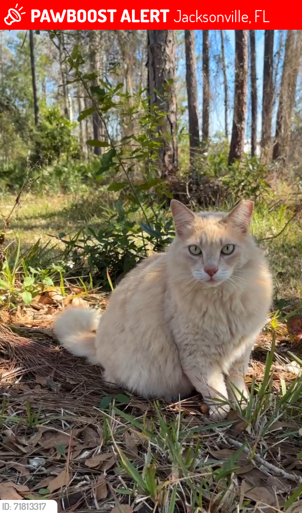 Lost Female Cat last seen Industrial Rd Jacksonville Florida 32218, Jacksonville, FL 32218
