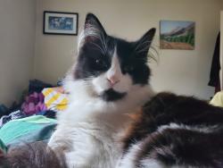 Lost Female Cat last seen 75th Street NE & 21st Ave NE, Seattle, WA 98115