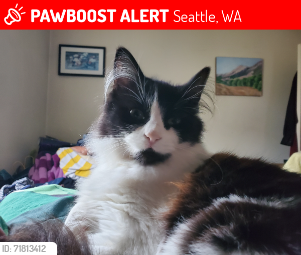 Lost Female Cat last seen 75th Street NE & 21st Ave NE, Seattle, WA 98115