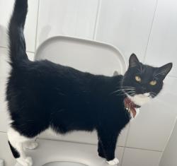 Lost Male Cat last seen Near Bridgewater Mill, Eccles, England M30