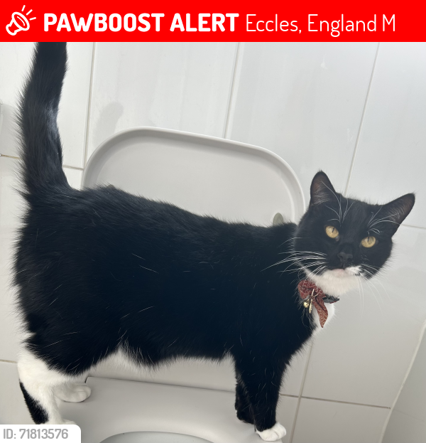 Lost Male Cat last seen Near Bridgewater Mill, Eccles, England M30