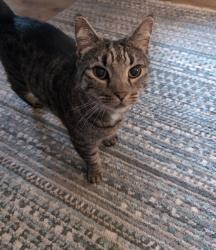 Lost Male Cat last seen Merrow, Guildford, England 