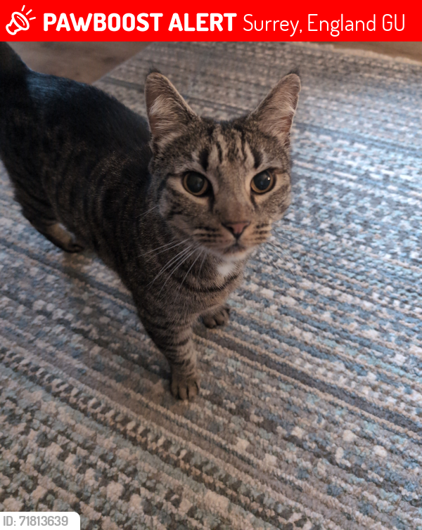 Lost Male Cat last seen Merrow, Guildford, England 