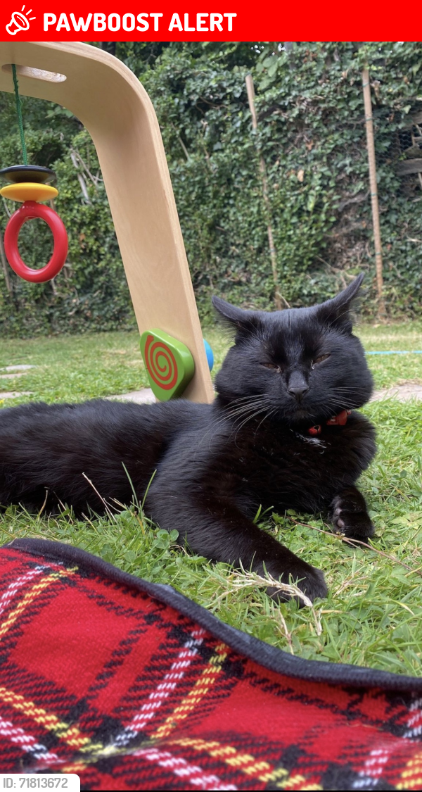 Lost Male Cat last seen Honeypot Lane, Greater London, England HA7 1NX