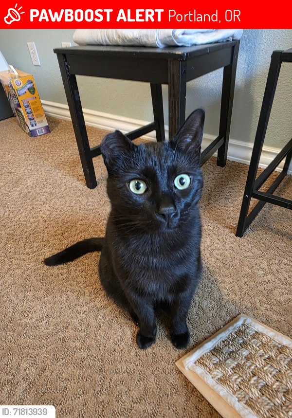 Lost Male Cat last seen Near nw forestview way portland / nw Morgan lane, Portland, OR 97229