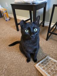 Lost Male Cat last seen Near nw forestview way portland / nw Morgan lane, Portland, OR 97229