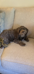 Lost Female Dog last seen MS Hwy. 145 and Third Avenue subdivision behind Dollar General Saltillo, MS, Saltillo, MS 38866