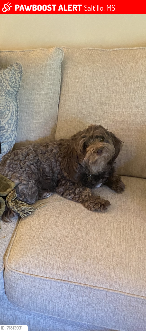 Lost Female Dog last seen MS Hwy. 145 and Third Avenue subdivision behind Dollar General Saltillo, MS, Saltillo, MS 38866