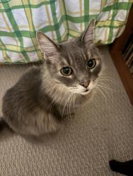 Lost Male Cat last seen Arcadia Drive + surrounding areas in Corinth, Corinth, TX 76210