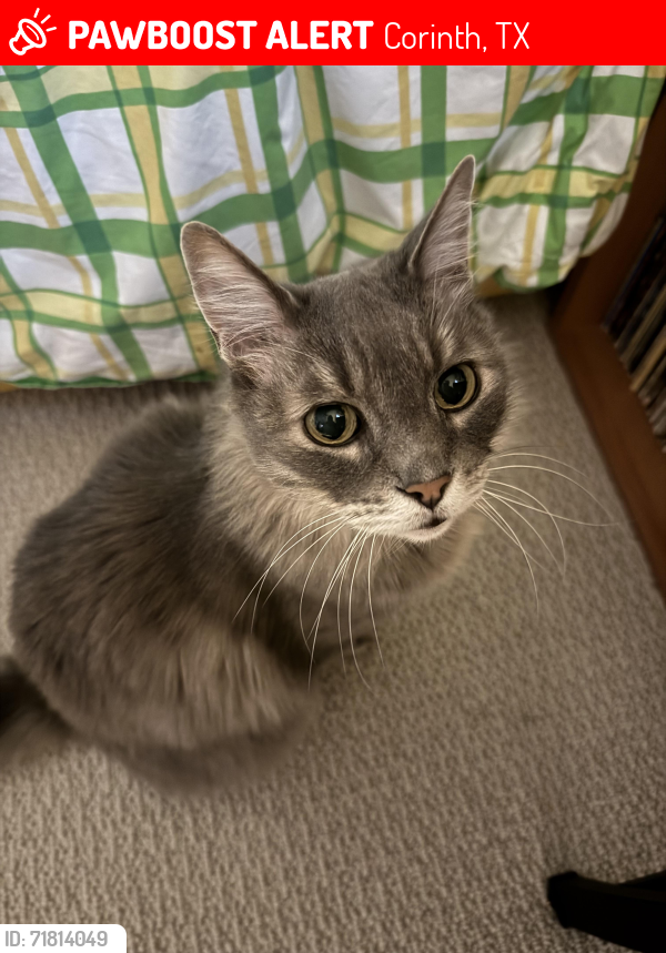 Lost Male Cat last seen Arcadia Drive + surrounding areas in Corinth, Corinth, TX 76210
