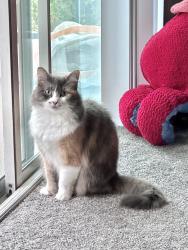 Lost Female Cat last seen Eagle Rock Blvd and Fair Park Ave, Los Angeles, CA 90041