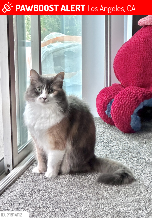 Lost Female Cat last seen Eagle Rock Blvd and Fair Park Ave, Los Angeles, CA 90041